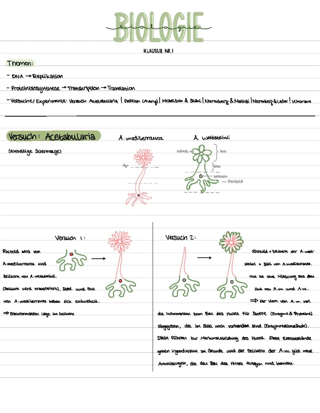 Lernzettel Bio (DNA-Replikation, Proteinbiosynthese & Versuche/Experimente)
