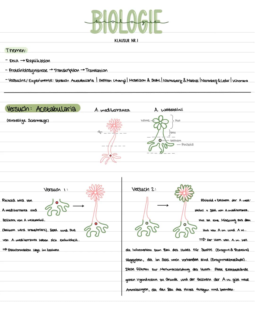 Versuch: Acetabularia
(einzellige Schirmalge).
Themen:
-DNA → Replikation
- Proteinbiosynthese → Transkription → Translation
- Versuche/ Exp