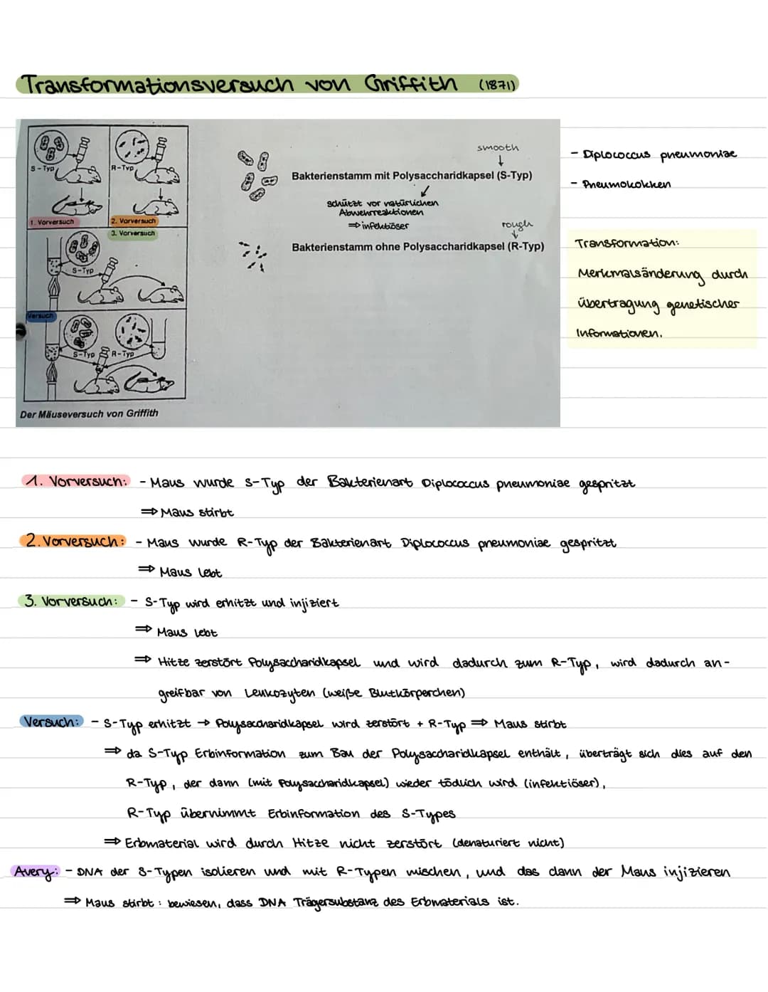 Versuch: Acetabularia
(einzellige Schirmalge).
Themen:
-DNA → Replikation
- Proteinbiosynthese → Transkription → Translation
- Versuche/ Exp
