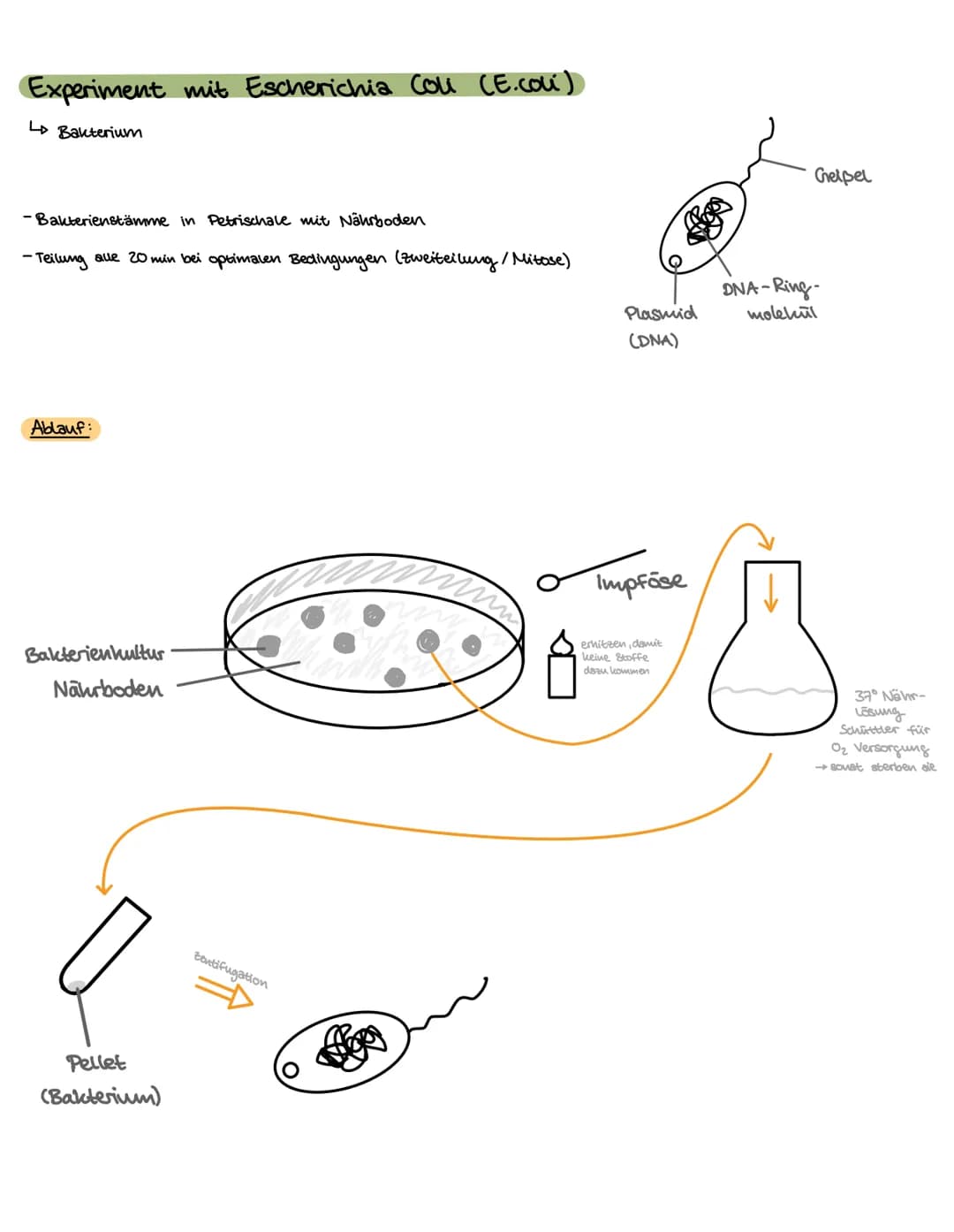 Versuch: Acetabularia
(einzellige Schirmalge).
Themen:
-DNA → Replikation
- Proteinbiosynthese → Transkription → Translation
- Versuche/ Exp