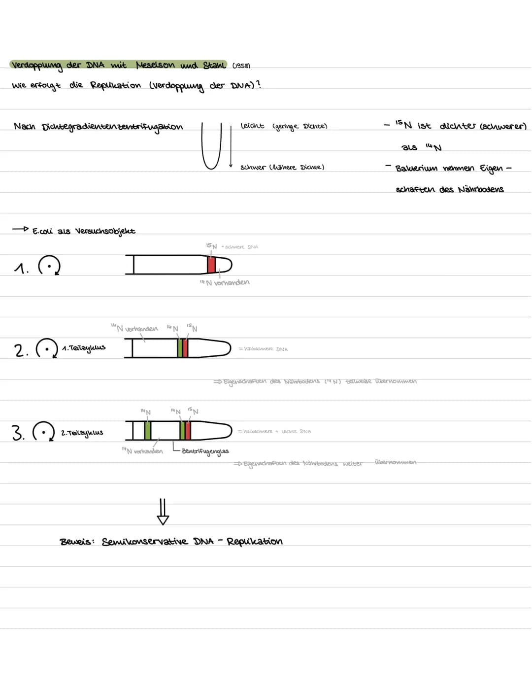 Versuch: Acetabularia
(einzellige Schirmalge).
Themen:
-DNA → Replikation
- Proteinbiosynthese → Transkription → Translation
- Versuche/ Exp