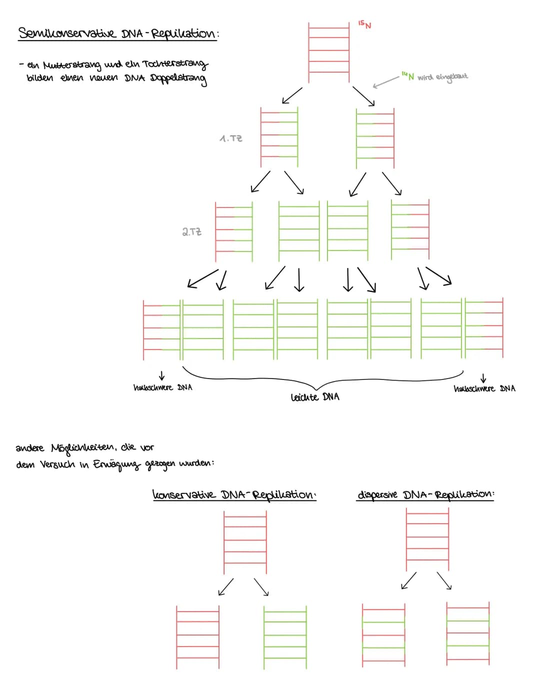 Versuch: Acetabularia
(einzellige Schirmalge).
Themen:
-DNA → Replikation
- Proteinbiosynthese → Transkription → Translation
- Versuche/ Exp