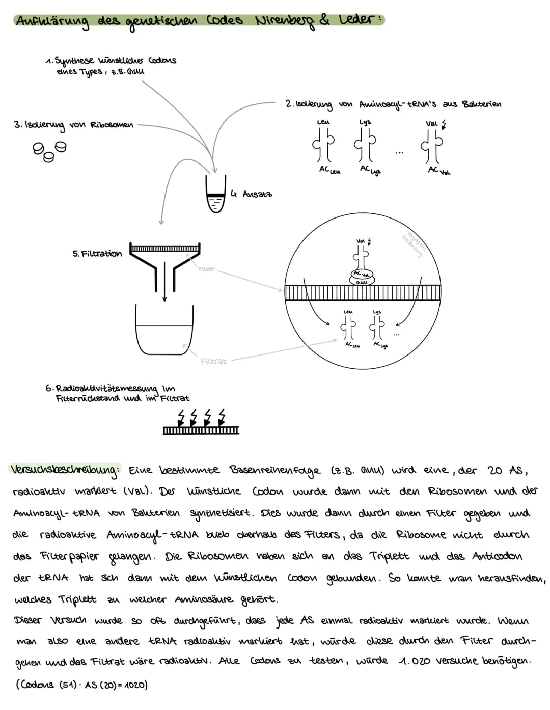 Versuch: Acetabularia
(einzellige Schirmalge).
Themen:
-DNA → Replikation
- Proteinbiosynthese → Transkription → Translation
- Versuche/ Exp