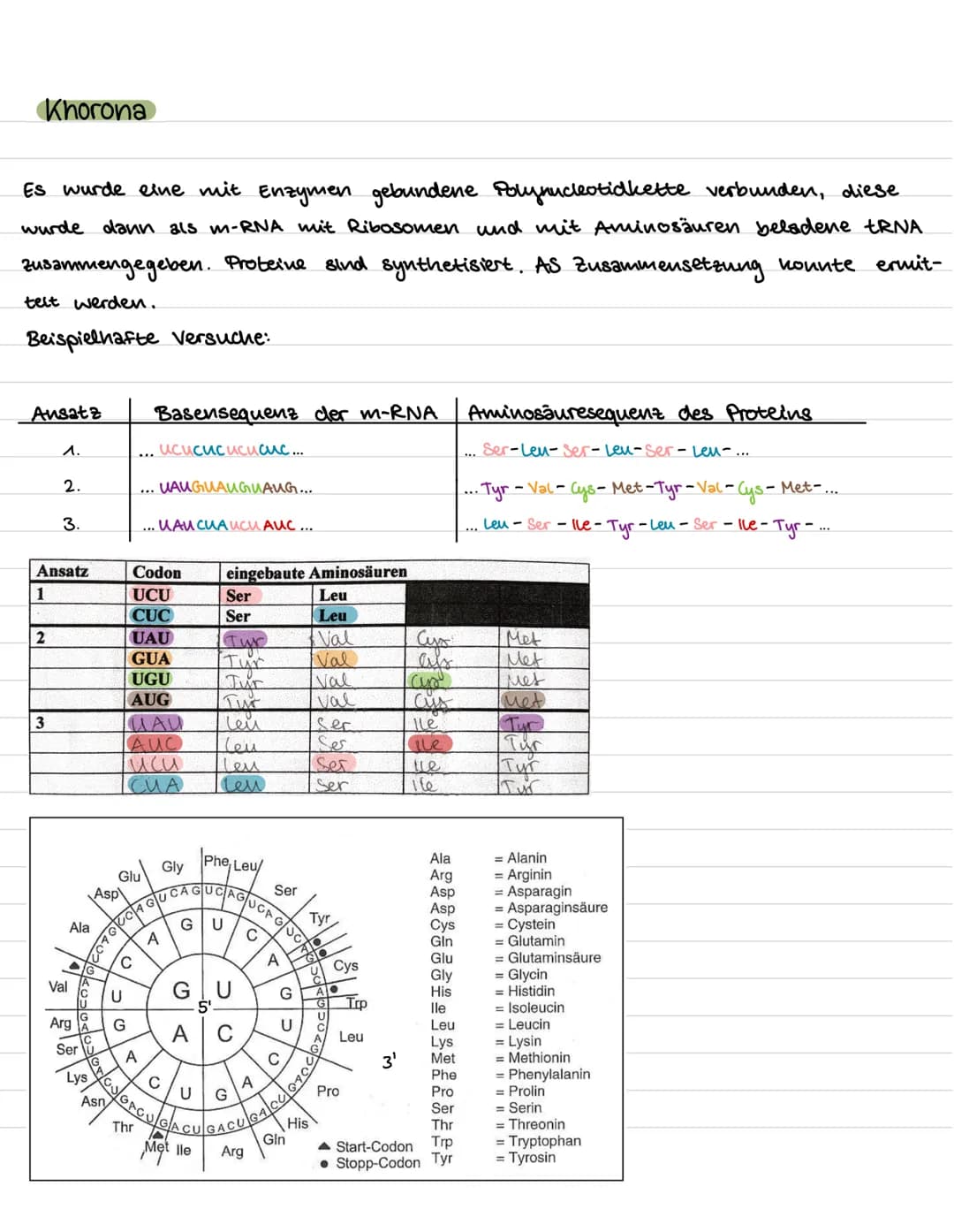 Versuch: Acetabularia
(einzellige Schirmalge).
Themen:
-DNA → Replikation
- Proteinbiosynthese → Transkription → Translation
- Versuche/ Exp