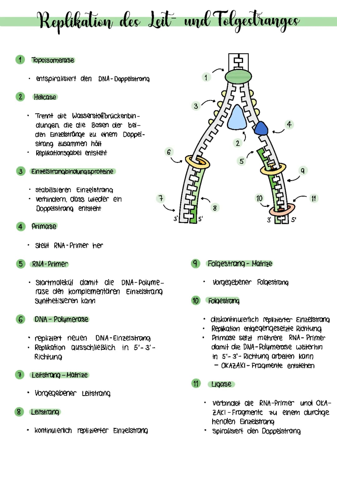Replikation des Leit- und Folgestranges