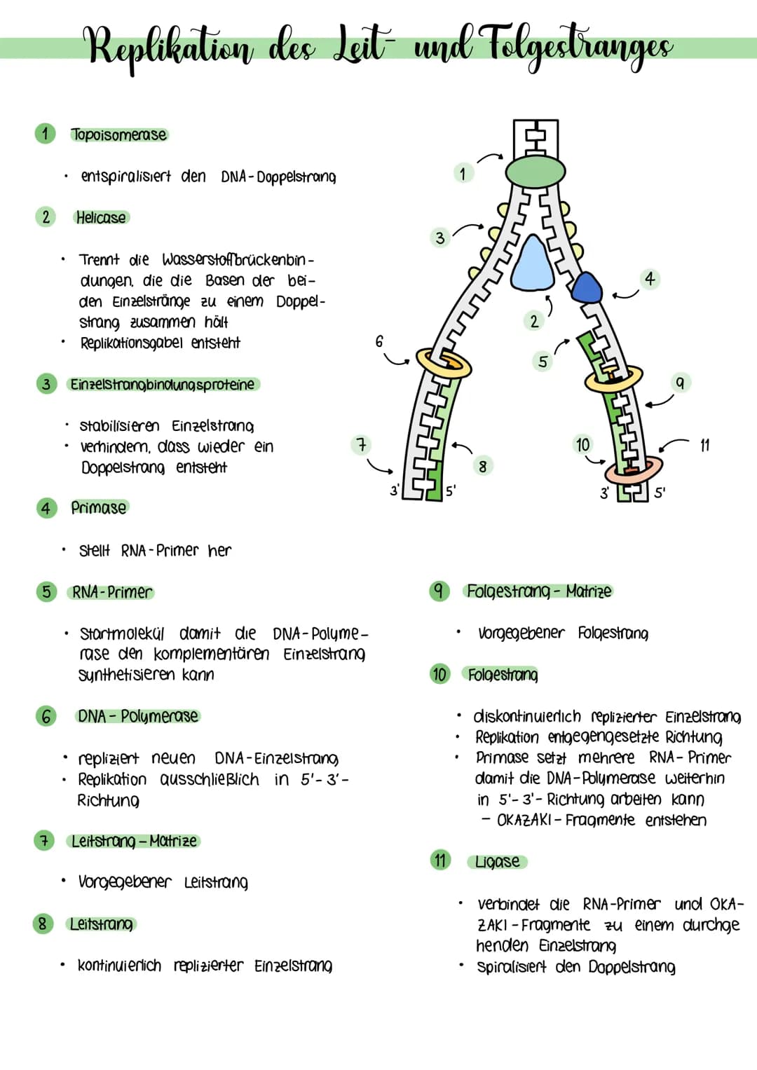 2
5
.
6
Replikation des Leit und Folgestranges
.
Topoisomerase
entspiralisiert den DNA-Doppelstrang
3 Einzelstrangbindungsproteine
Helicase
