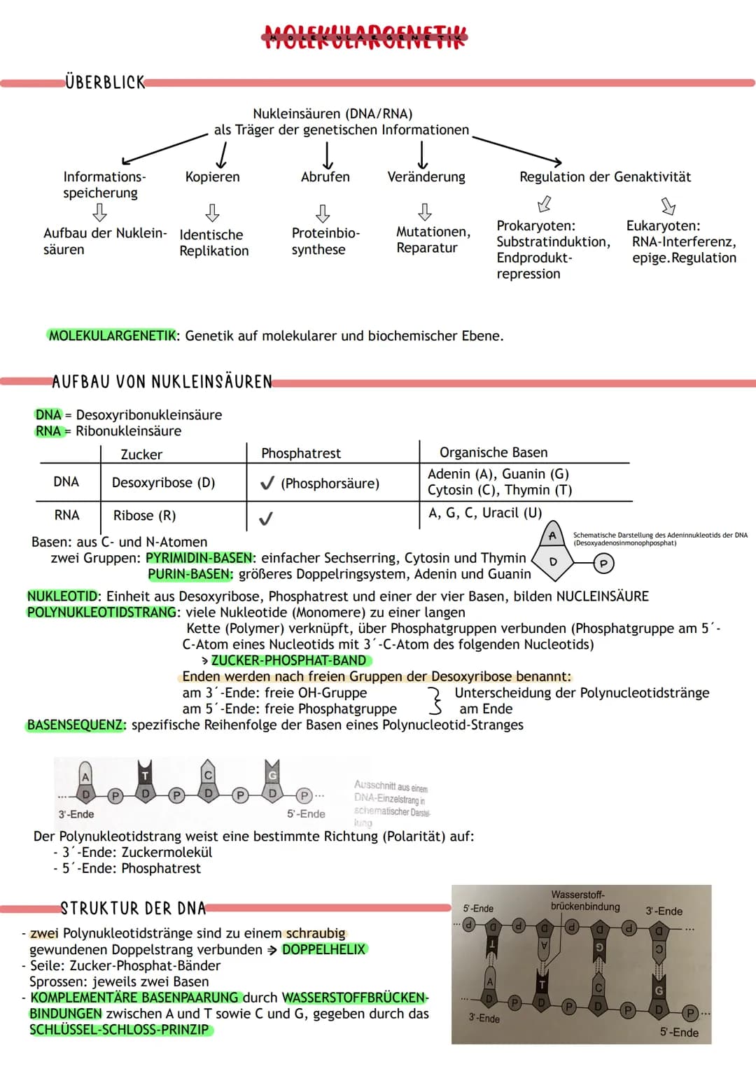 ÜBERBLICK
Informations-
speicherung
↓
Aufbau der Nuklein- Identische
säuren
Replikation
DNA
MOLEKULARGENETIK
Nukleinsäuren (DNA/RNA)
als Trä