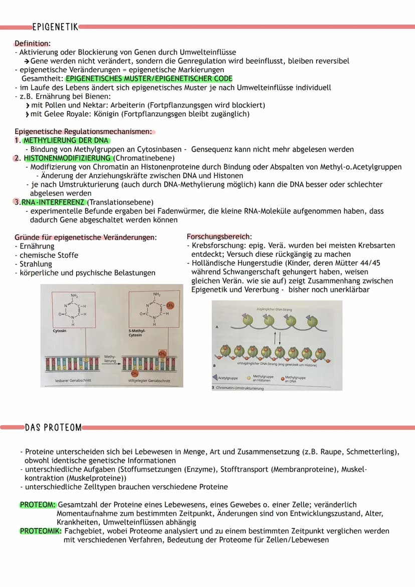 ÜBERBLICK
Informations-
speicherung
↓
Aufbau der Nuklein- Identische
säuren
Replikation
DNA
MOLEKULARGENETIK
Nukleinsäuren (DNA/RNA)
als Trä