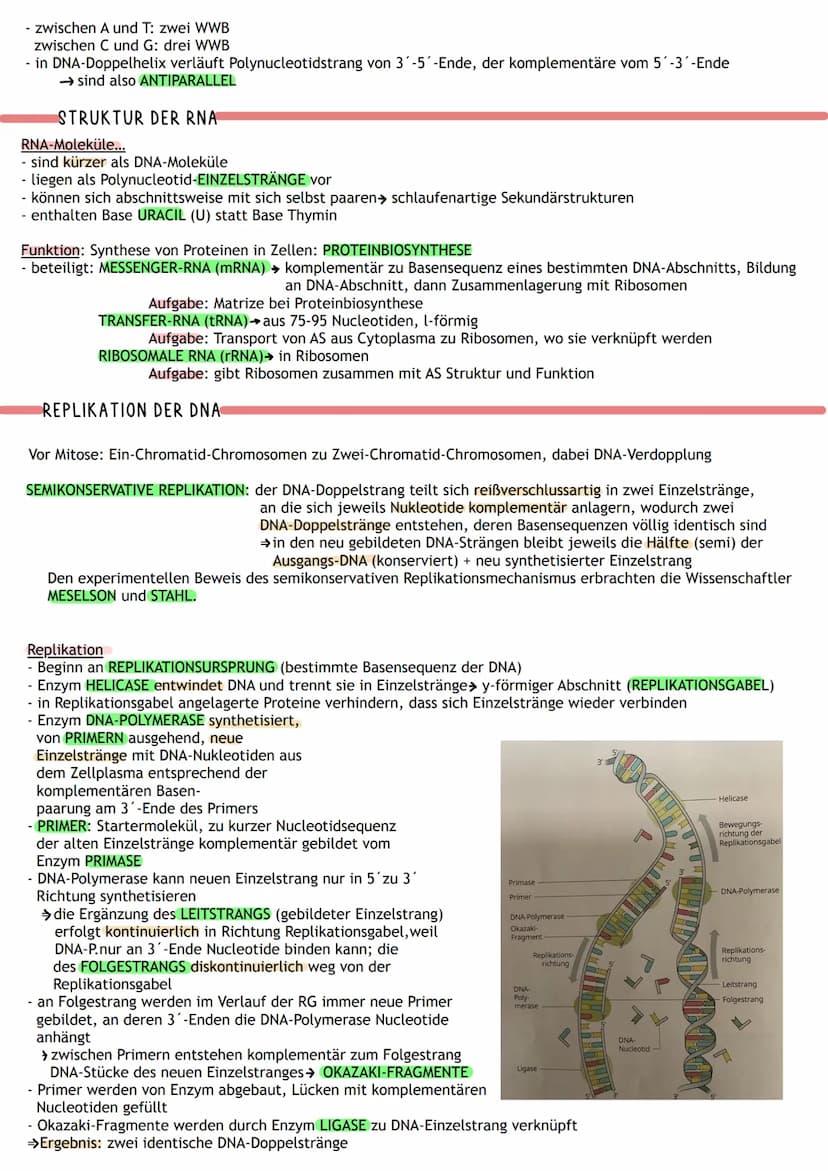 ÜBERBLICK
Informations-
speicherung
↓
Aufbau der Nuklein- Identische
säuren
Replikation
DNA
MOLEKULARGENETIK
Nukleinsäuren (DNA/RNA)
als Trä