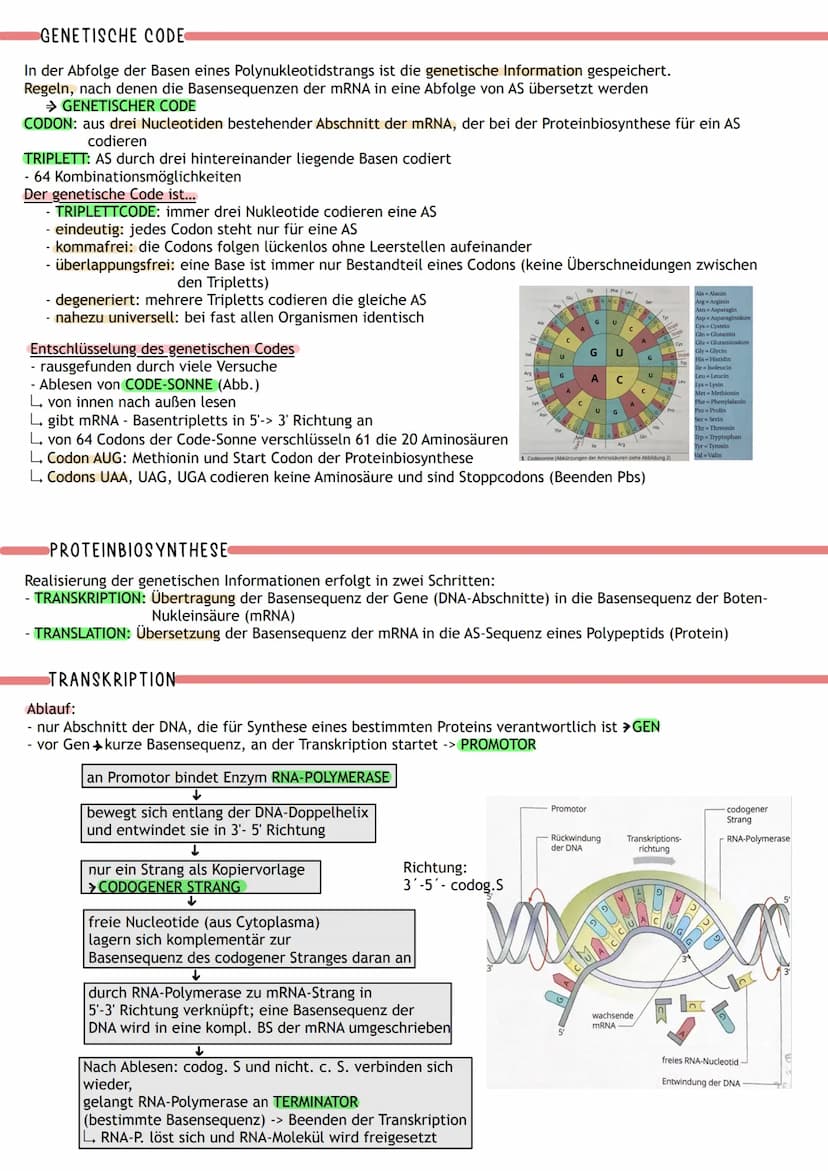 ÜBERBLICK
Informations-
speicherung
↓
Aufbau der Nuklein- Identische
säuren
Replikation
DNA
MOLEKULARGENETIK
Nukleinsäuren (DNA/RNA)
als Trä