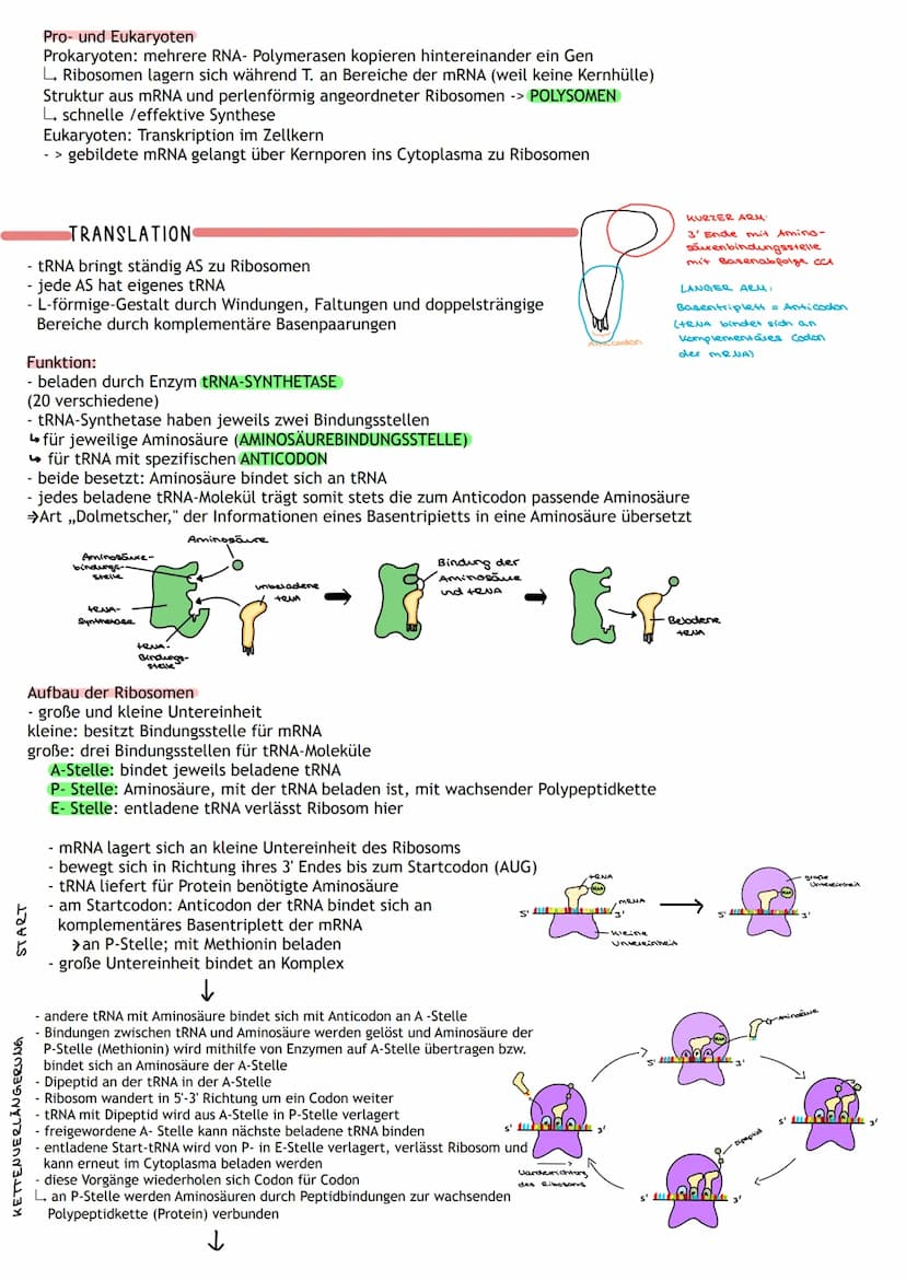 ÜBERBLICK
Informations-
speicherung
↓
Aufbau der Nuklein- Identische
säuren
Replikation
DNA
MOLEKULARGENETIK
Nukleinsäuren (DNA/RNA)
als Trä
