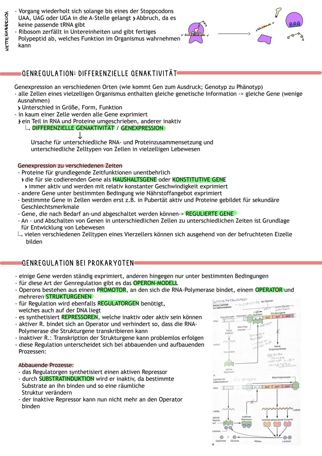 ÜBERBLICK
Informations-
speicherung
↓
Aufbau der Nuklein- Identische
säuren
Replikation
DNA
MOLEKULARGENETIK
Nukleinsäuren (DNA/RNA)
als Trä