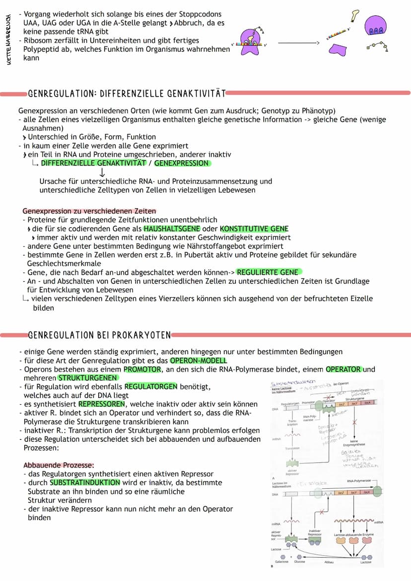 ÜBERBLICK
Informations-
speicherung
↓
Aufbau der Nuklein- Identische
säuren
Replikation
DNA
MOLEKULARGENETIK
Nukleinsäuren (DNA/RNA)
als Trä