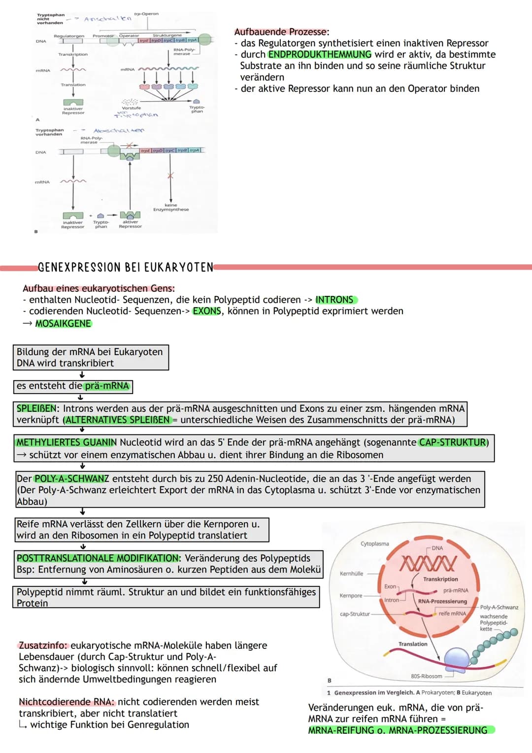 ÜBERBLICK
Informations-
speicherung
↓
Aufbau der Nuklein- Identische
säuren
Replikation
DNA
MOLEKULARGENETIK
Nukleinsäuren (DNA/RNA)
als Trä