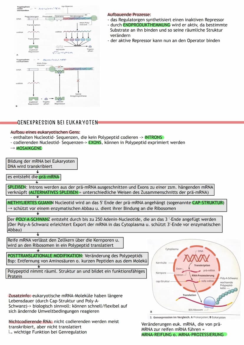 ÜBERBLICK
Informations-
speicherung
↓
Aufbau der Nuklein- Identische
säuren
Replikation
DNA
MOLEKULARGENETIK
Nukleinsäuren (DNA/RNA)
als Trä