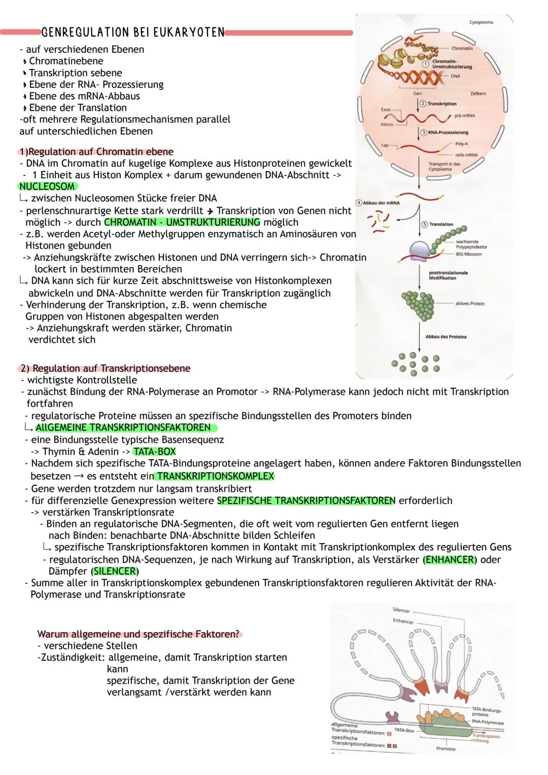 ÜBERBLICK
Informations-
speicherung
↓
Aufbau der Nuklein- Identische
säuren
Replikation
DNA
MOLEKULARGENETIK
Nukleinsäuren (DNA/RNA)
als Trä