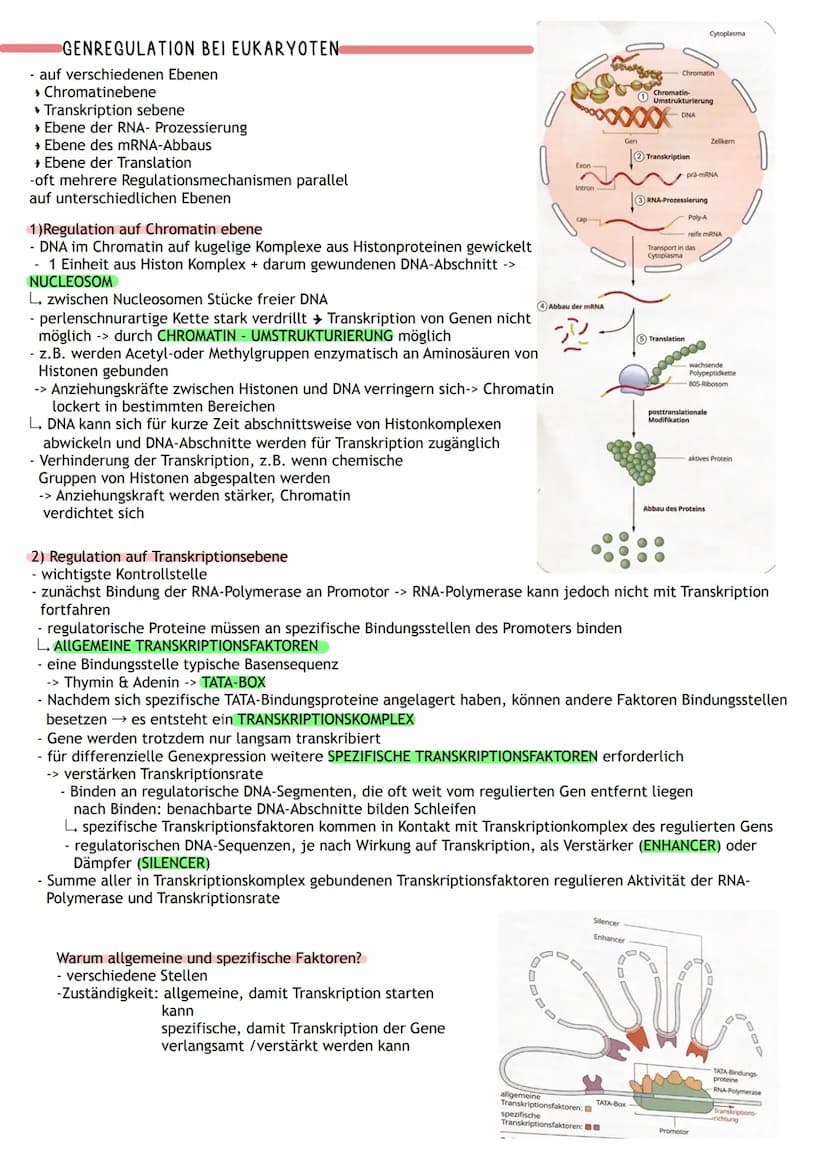 ÜBERBLICK
Informations-
speicherung
↓
Aufbau der Nuklein- Identische
säuren
Replikation
DNA
MOLEKULARGENETIK
Nukleinsäuren (DNA/RNA)
als Trä