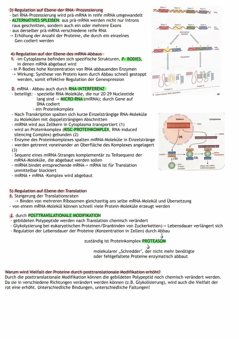 ÜBERBLICK
Informations-
speicherung
↓
Aufbau der Nuklein- Identische
säuren
Replikation
DNA
MOLEKULARGENETIK
Nukleinsäuren (DNA/RNA)
als Trä