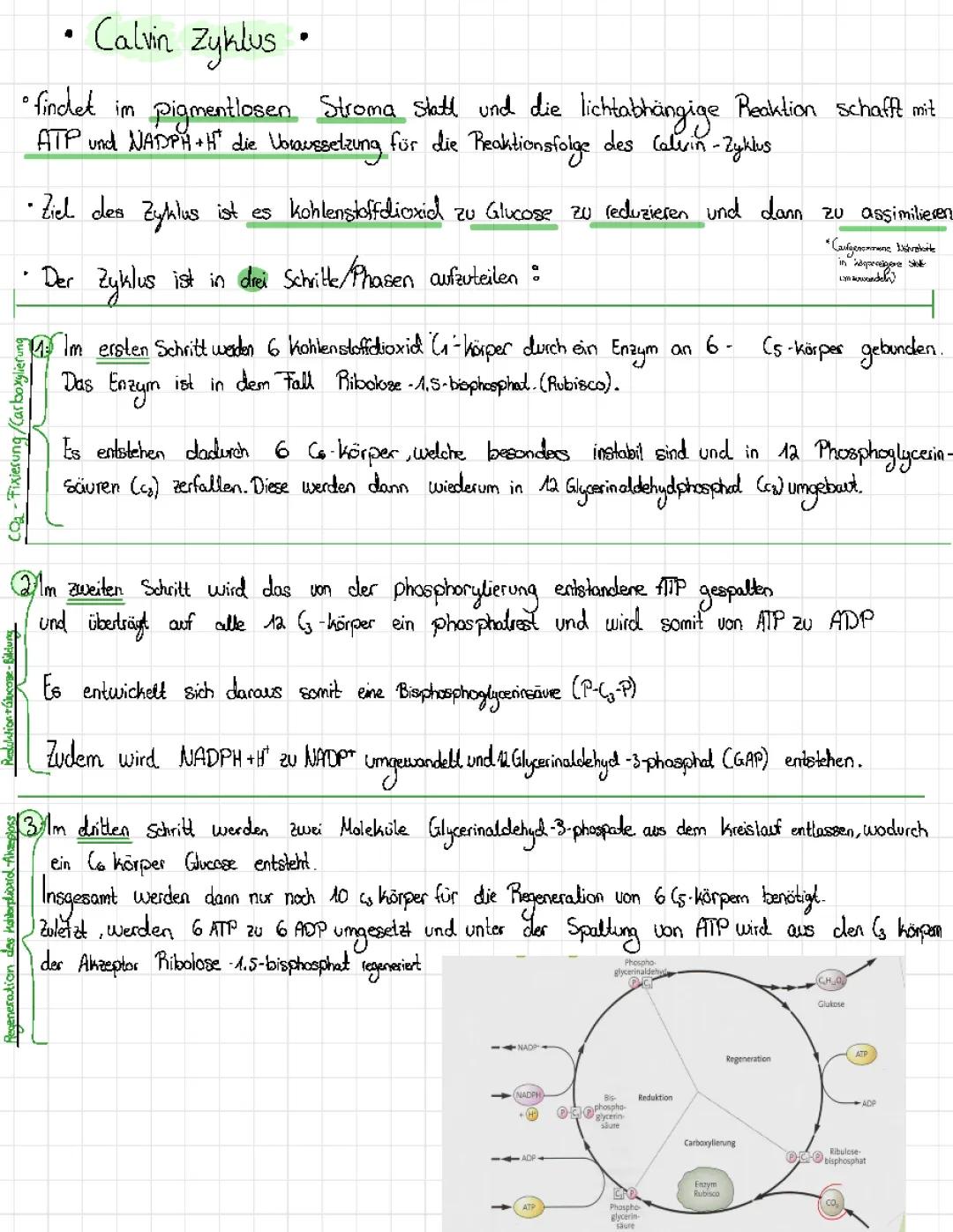 Calvin-Zyklus einfach erklärt: Schema, Arbeitsblatt & Bilanz