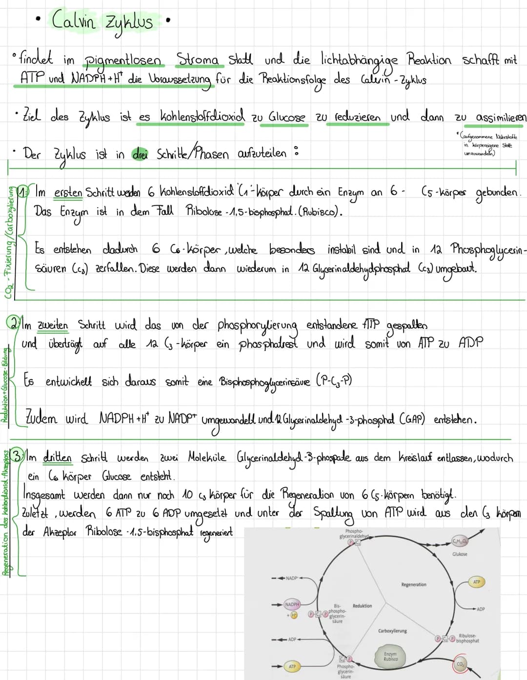 Calvin Zyklus •
• findet im pigmentlosen Stroma Statt und die lichtabhängige Reaktion schafft mit
ATP und NADPH + H² die Voraussetzung für d