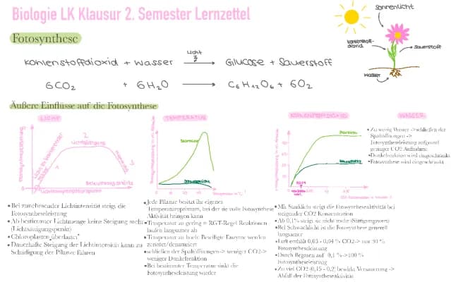 Know Fotosynthese Bio LK 2.Semester thumbnail