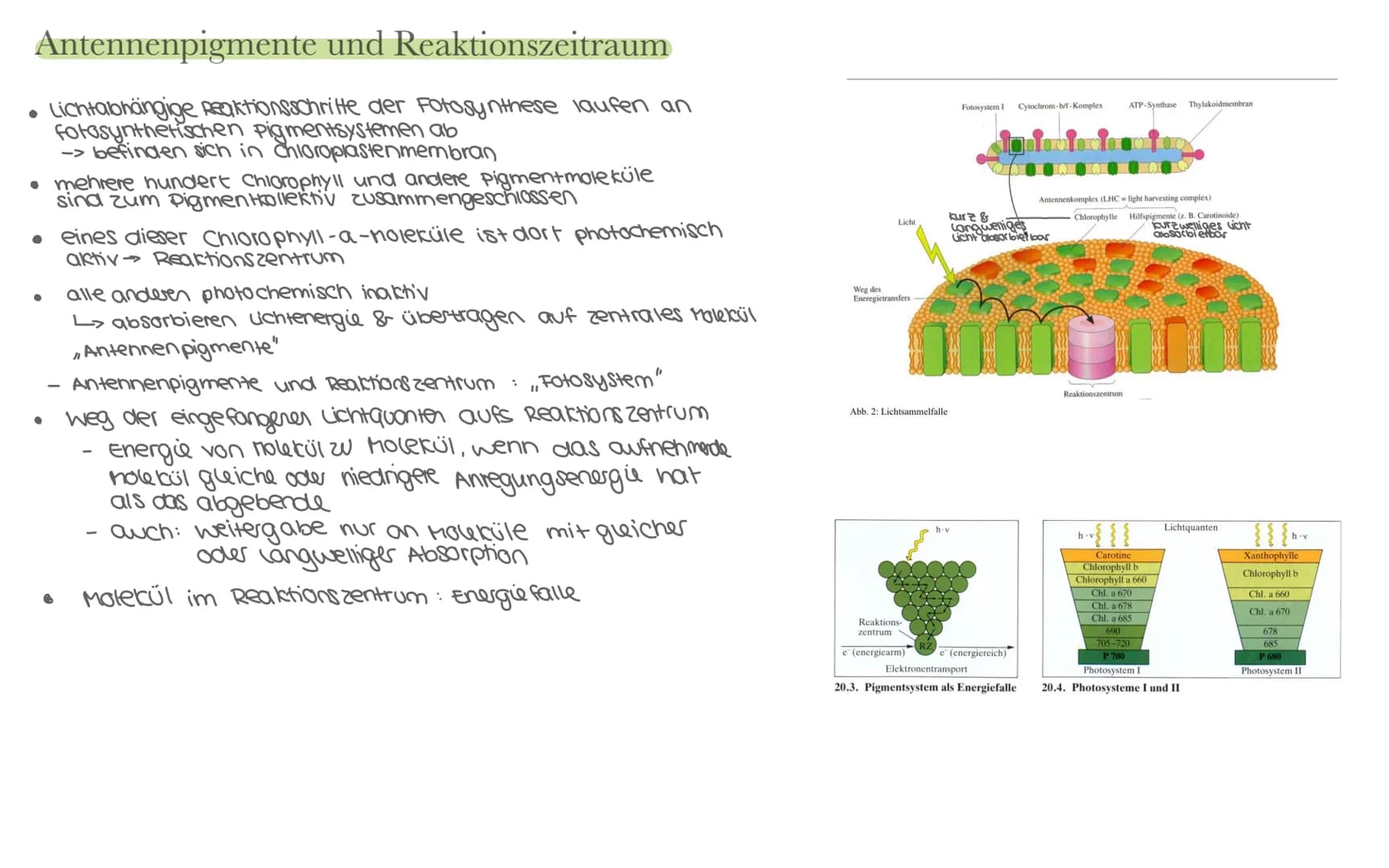 Biologie LK Klausur 2. Semester Lernzettel
Fotosynthese
+ wasser
6CO₂
+ 6H₂0
Äußere Einflüsse auf die Fotosynthese
Kohlenstoffdioxid
Fotosyn
