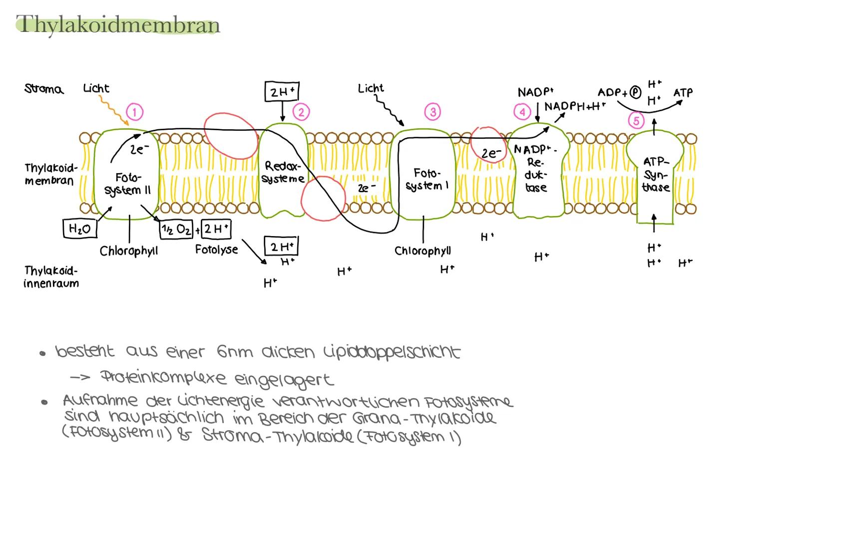 Biologie LK Klausur 2. Semester Lernzettel
Fotosynthese
+ wasser
6CO₂
+ 6H₂0
Äußere Einflüsse auf die Fotosynthese
Kohlenstoffdioxid
Fotosyn