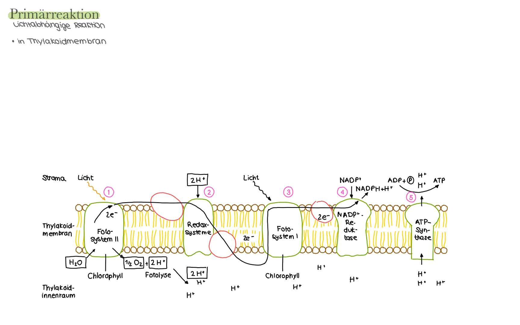 Biologie LK Klausur 2. Semester Lernzettel
Fotosynthese
+ wasser
6CO₂
+ 6H₂0
Äußere Einflüsse auf die Fotosynthese
Kohlenstoffdioxid
Fotosyn