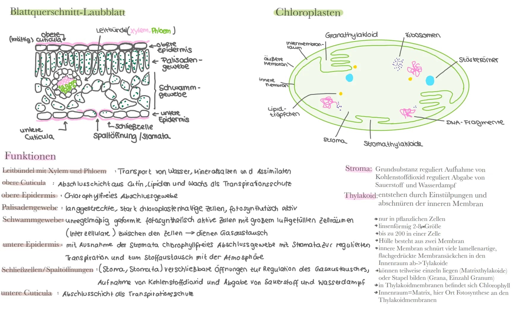 Biologie LK Klausur 2. Semester Lernzettel
Fotosynthese
+ wasser
6CO₂
+ 6H₂0
Äußere Einflüsse auf die Fotosynthese
Kohlenstoffdioxid
Fotosyn