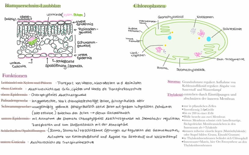Biologie LK Klausur 2. Semester Lernzettel
Fotosynthese
+ wasser
6CO₂
+ 6H₂0
Äußere Einflüsse auf die Fotosynthese
Kohlenstoffdioxid
Fotosyn