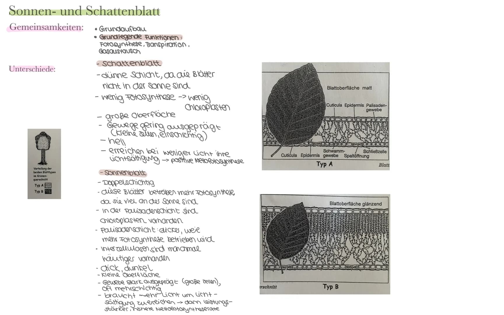 Biologie LK Klausur 2. Semester Lernzettel
Fotosynthese
+ wasser
6CO₂
+ 6H₂0
Äußere Einflüsse auf die Fotosynthese
Kohlenstoffdioxid
Fotosyn