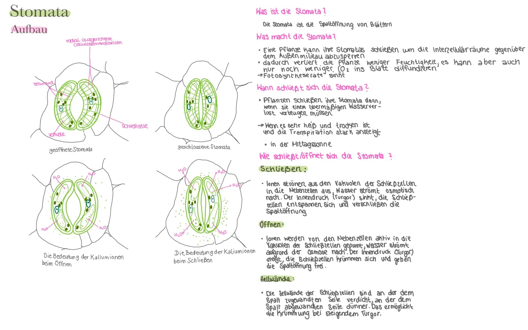 Biologie LK Klausur 2. Semester Lernzettel
Fotosynthese
+ wasser
6CO₂
+ 6H₂0
Äußere Einflüsse auf die Fotosynthese
Kohlenstoffdioxid
Fotosyn