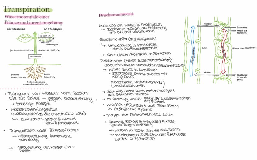 Biologie LK Klausur 2. Semester Lernzettel
Fotosynthese
+ wasser
6CO₂
+ 6H₂0
Äußere Einflüsse auf die Fotosynthese
Kohlenstoffdioxid
Fotosyn