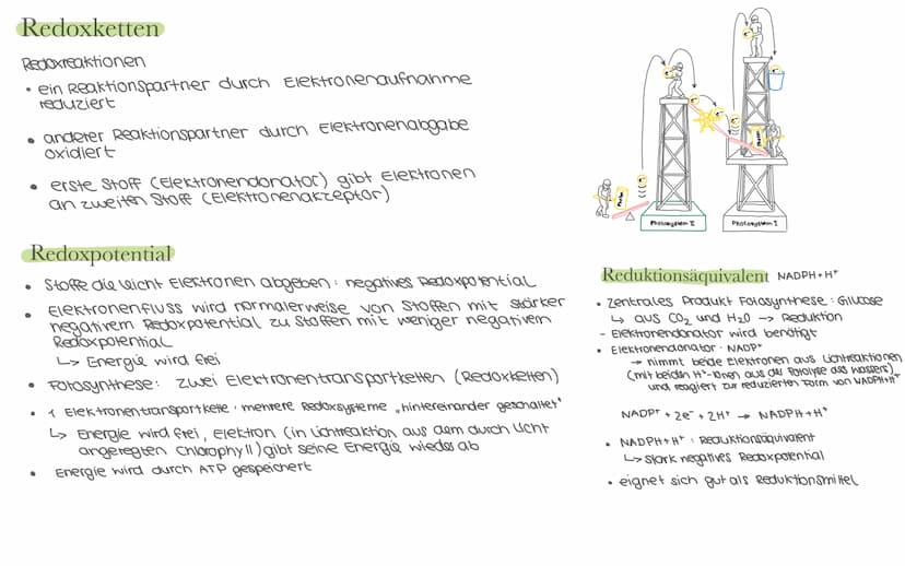 Biologie LK Klausur 2. Semester Lernzettel
Fotosynthese
+ wasser
6CO₂
+ 6H₂0
Äußere Einflüsse auf die Fotosynthese
Kohlenstoffdioxid
Fotosyn