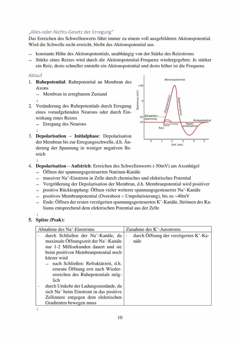 Inhalt
Reize...
Reiz-Reaktion...
Reizaufnahme.
Transformation
Transmission....
Integration..
Nervenzelle...
Gliazellen
Biomembran.
Membranpo
