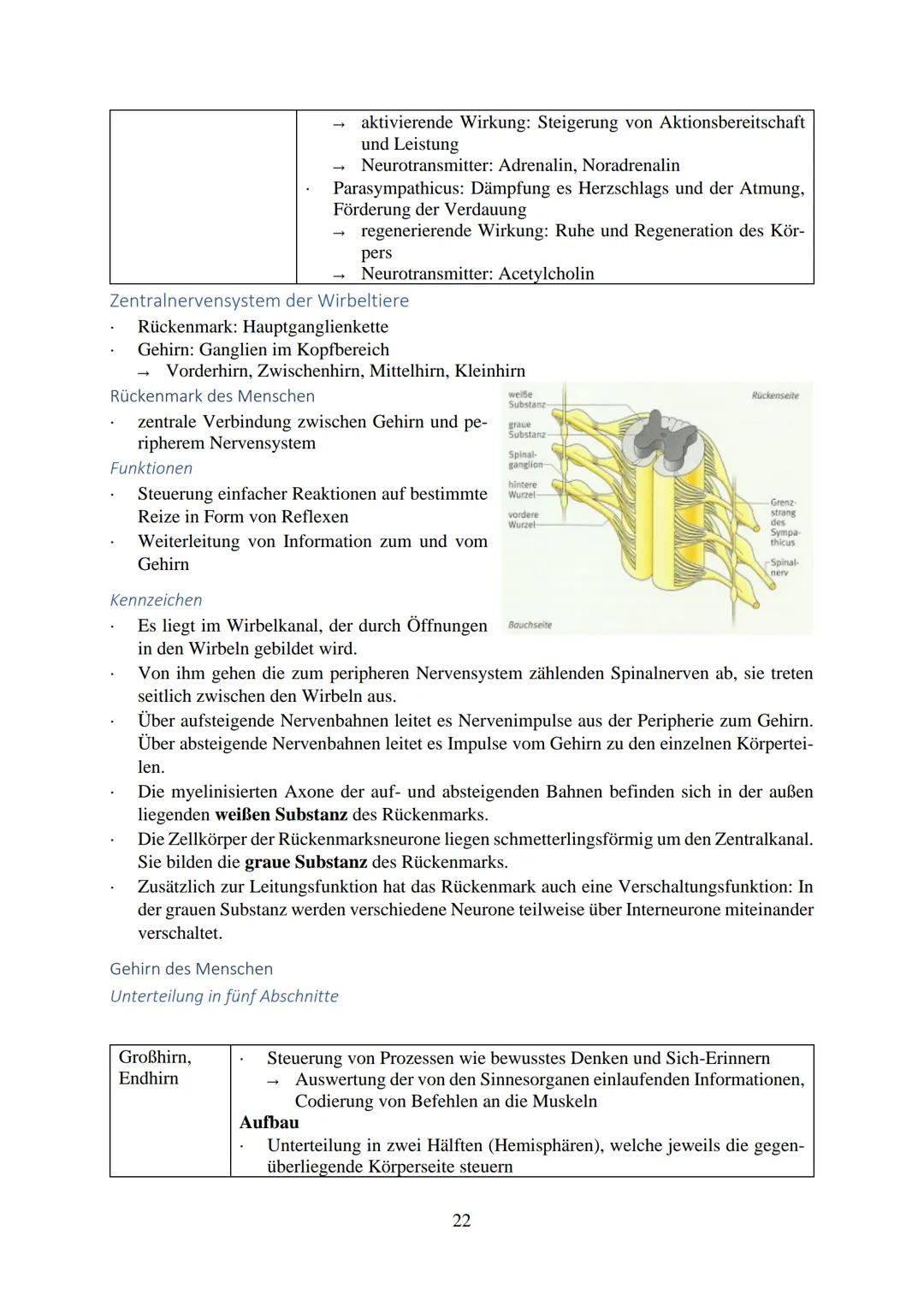 Inhalt
Reize...
Reiz-Reaktion...
Reizaufnahme.
Transformation
Transmission....
Integration..
Nervenzelle...
Gliazellen
Biomembran.
Membranpo