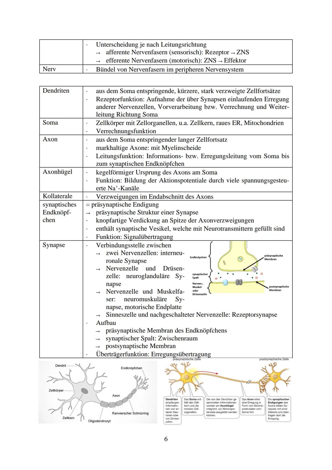 Inhalt
Reize...
Reiz-Reaktion...
Reizaufnahme.
Transformation
Transmission....
Integration..
Nervenzelle...
Gliazellen
Biomembran.
Membranpo