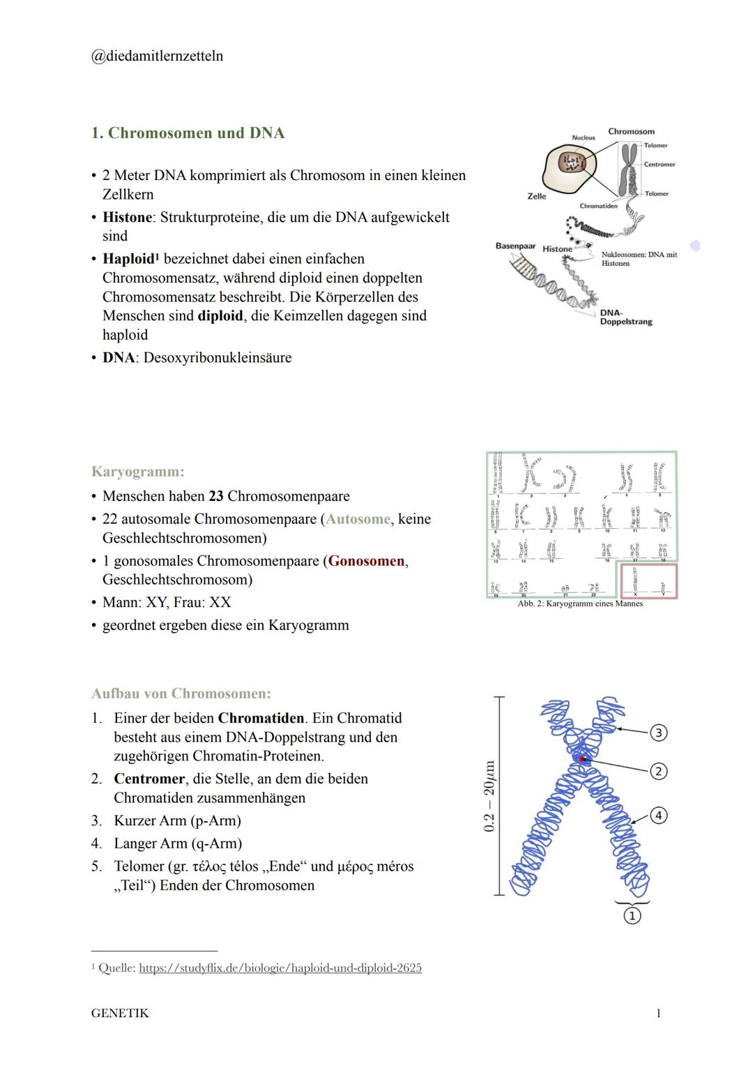 @diedamitlernzetteln
1. Chromosomen und DNA
• 2 Meter DNA komprimiert als Chromosom in einen kleinen
Zellkern
• Histone: Strukturproteine, d