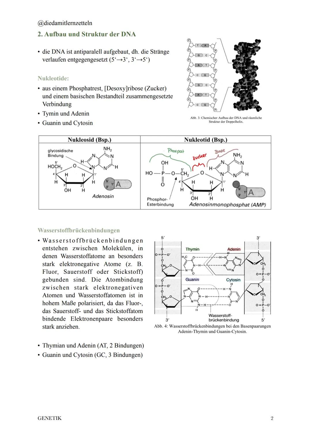 @diedamitlernzetteln
1. Chromosomen und DNA
• 2 Meter DNA komprimiert als Chromosom in einen kleinen
Zellkern
• Histone: Strukturproteine, d