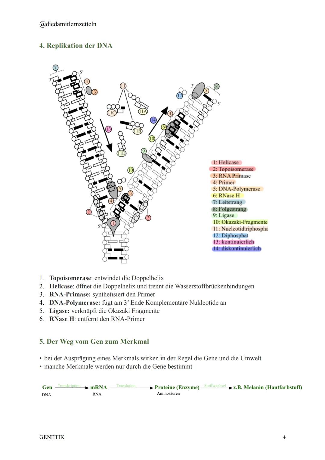 @diedamitlernzetteln
1. Chromosomen und DNA
• 2 Meter DNA komprimiert als Chromosom in einen kleinen
Zellkern
• Histone: Strukturproteine, d