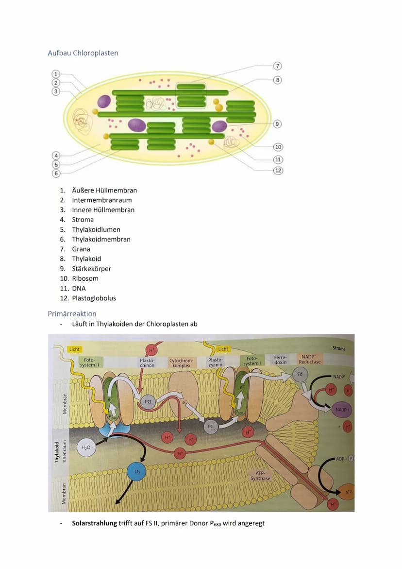 Dissimilationsprozesse
Aufbau eines Mitochondriums
AVURD
mtDNA
äußere Membran
Intermembranraum
innere Membran
Glykolyse
Matrix
Ribosomen
Abi