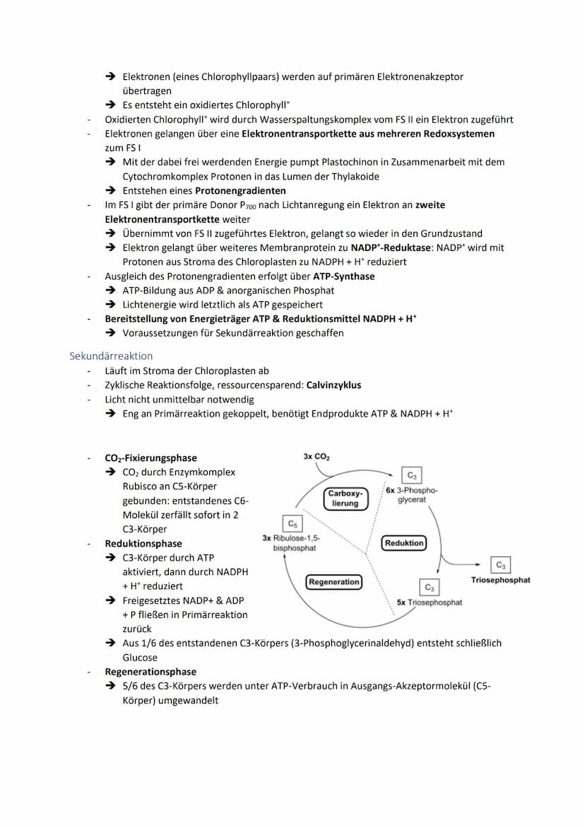 Dissimilationsprozesse
Aufbau eines Mitochondriums
AVURD
mtDNA
äußere Membran
Intermembranraum
innere Membran
Glykolyse
Matrix
Ribosomen
Abi