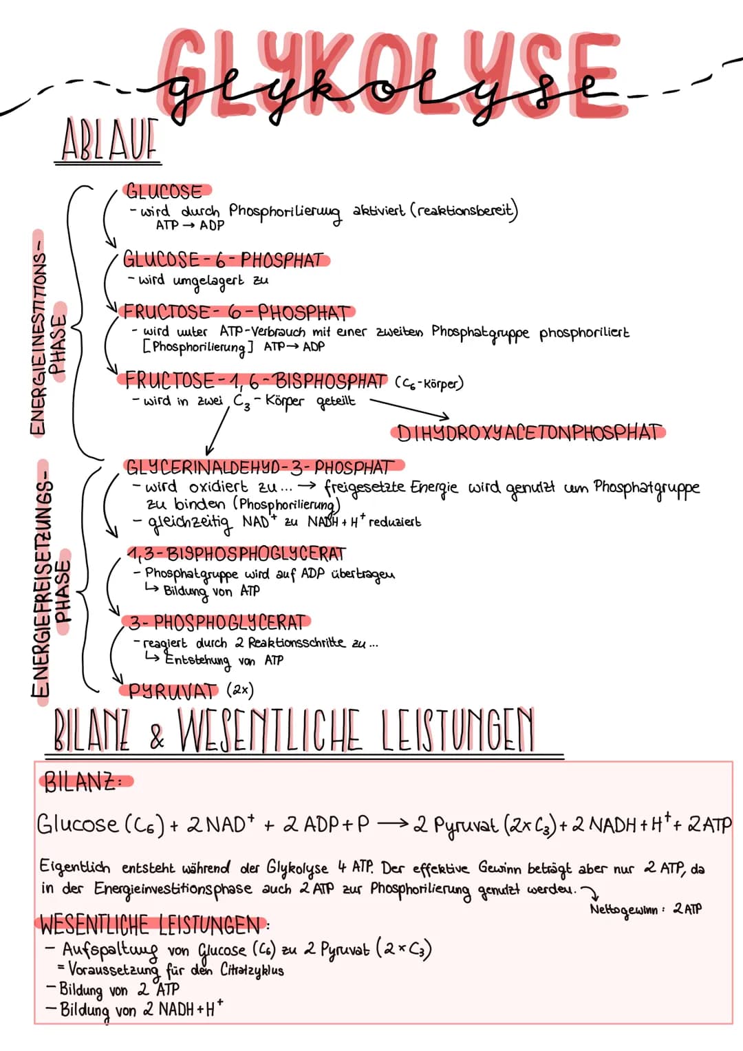 ENERGIEINESTITIONS-
PHASE
ENERGIE FREISETZUNGS-
ABLAUF
GLYKOLYSE
PHASE
GLUCOSE
- wird durch Phosphoritierung aktiviert (reaktionsbereit)
ATP
