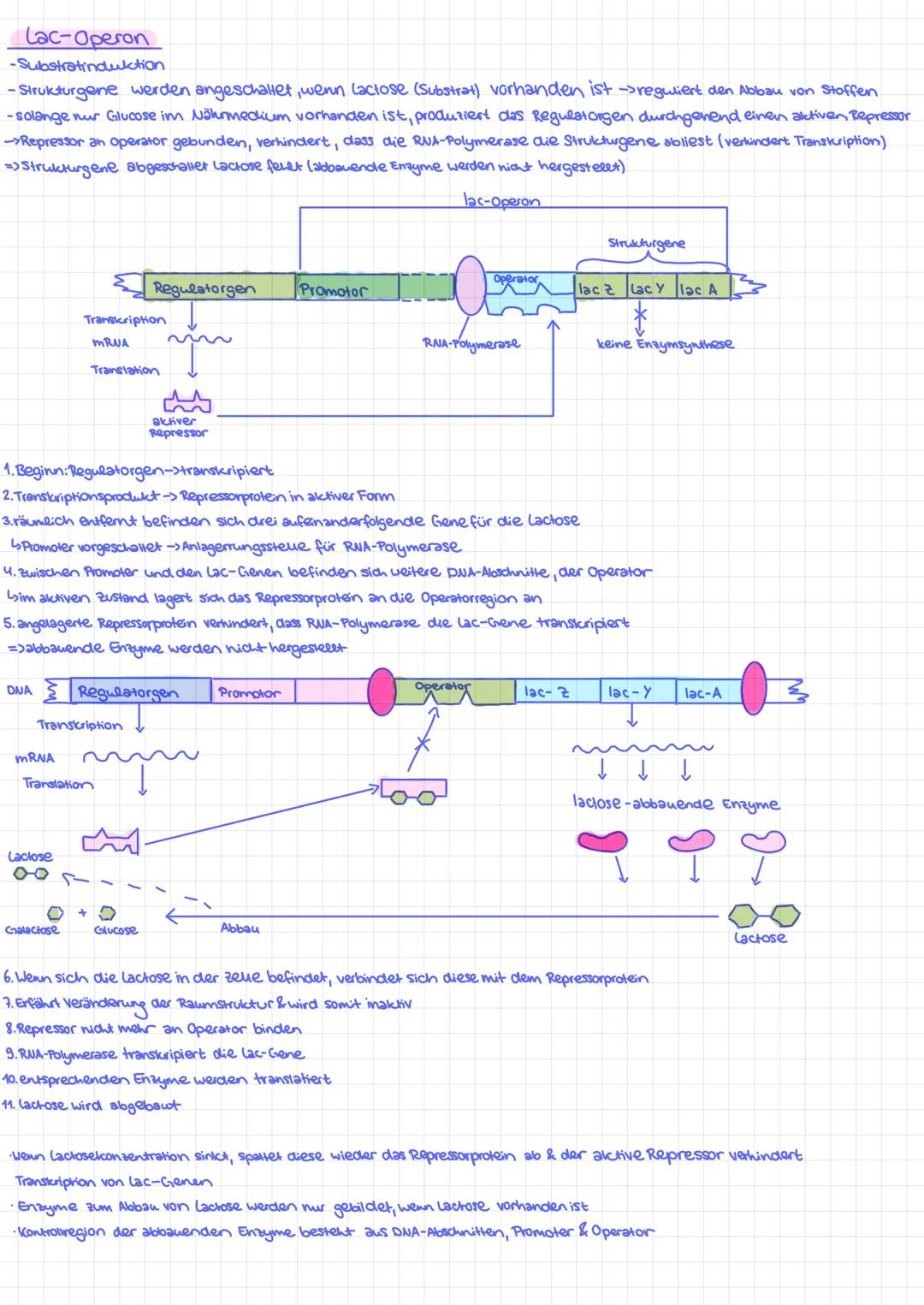 Lac-Operon
-Substratinduktion
- Strukturgene werden angeschaltet, wenn Lactose (Substrat) vorhanden ist ->reguliert den Abbau von Stoffen
-s