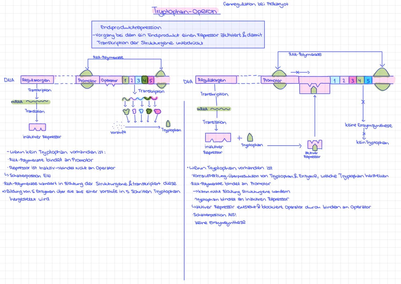Lac-Operon
-Substratinduktion
- Strukturgene werden angeschaltet, wenn Lactose (Substrat) vorhanden ist ->reguliert den Abbau von Stoffen
-s