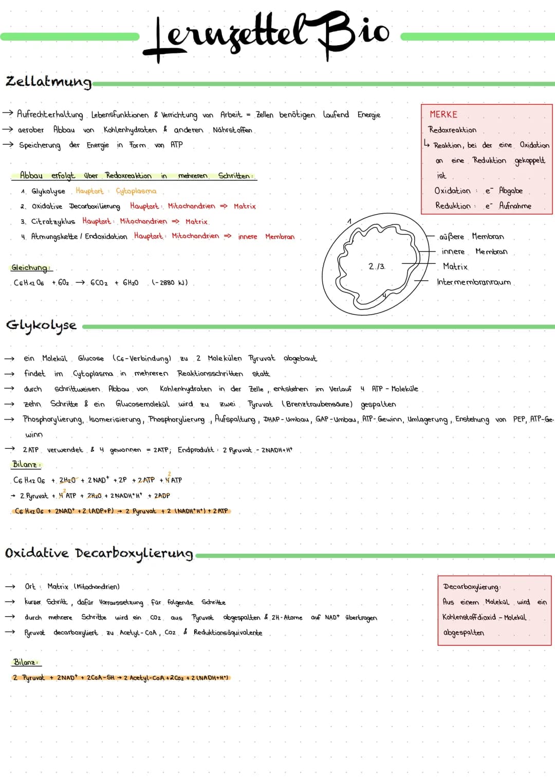 Zellatmung
→ Aufrechterhaltung Lebensfunktionen & Verrichtung von Arbeit Zellen benötigen Laufend Energie
→ aerober Abbau von Kohlenhydraten