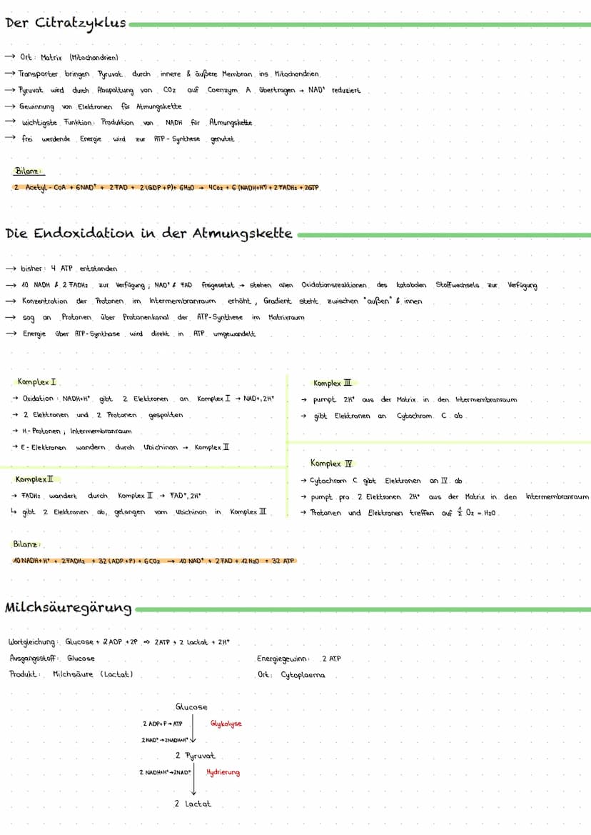Zellatmung
→ Aufrechterhaltung Lebensfunktionen & Verrichtung von Arbeit Zellen benötigen Laufend Energie
→ aerober Abbau von Kohlenhydraten