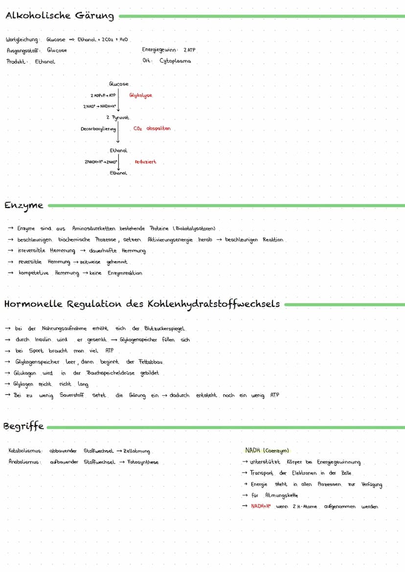 Zellatmung
→ Aufrechterhaltung Lebensfunktionen & Verrichtung von Arbeit Zellen benötigen Laufend Energie
→ aerober Abbau von Kohlenhydraten
