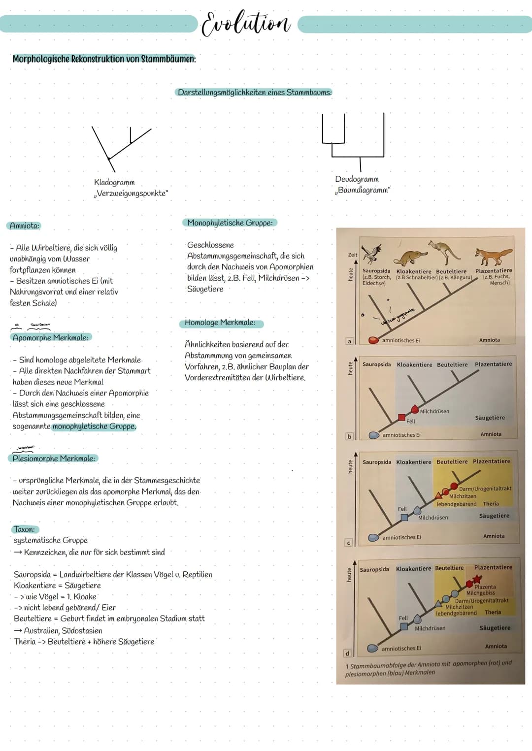 EVOLUTION Allgemeine Begriffe:
Artbegriff - morphologisch:
Alle Individuen gehören zu einer Art, die in
ihren wesentlichen Merkmalen überein