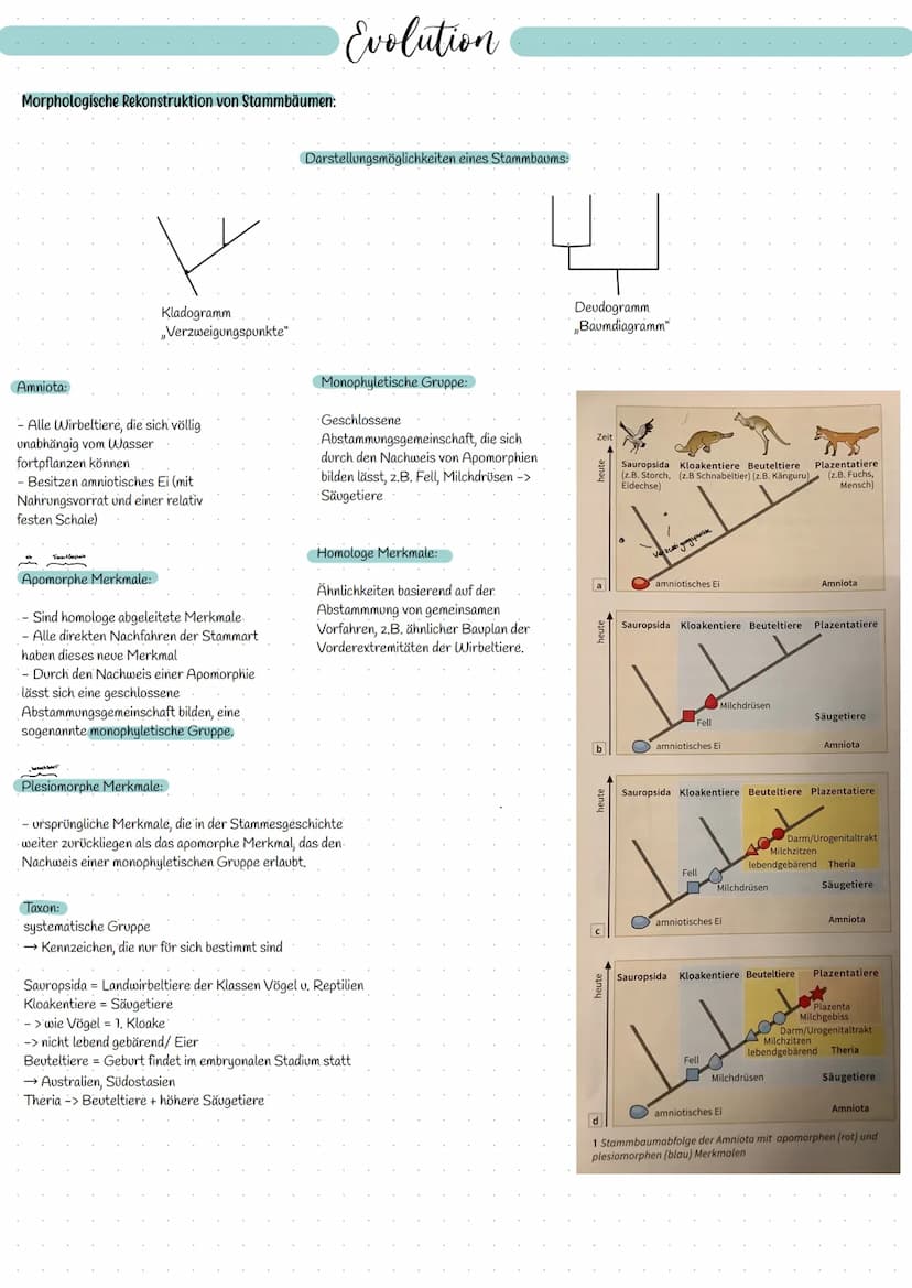 EVOLUTION Allgemeine Begriffe:
Artbegriff - morphologisch:
Alle Individuen gehören zu einer Art, die in
ihren wesentlichen Merkmalen überein